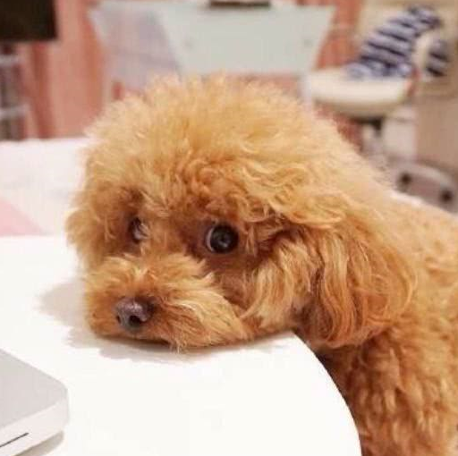 但就是比熊犬们有泪痕,除了需要每天用棉签擦拭眼角之外,饮食也要注意
