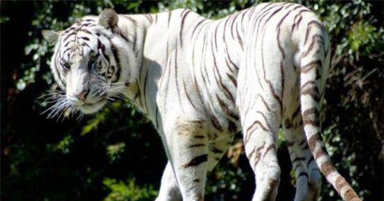 一生打死305只老虎,到死也不透露秘药配方_猎虎_我国_弓箭