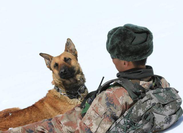 各国都是如何处理退役军犬中国政府负责照顾军犬到离世