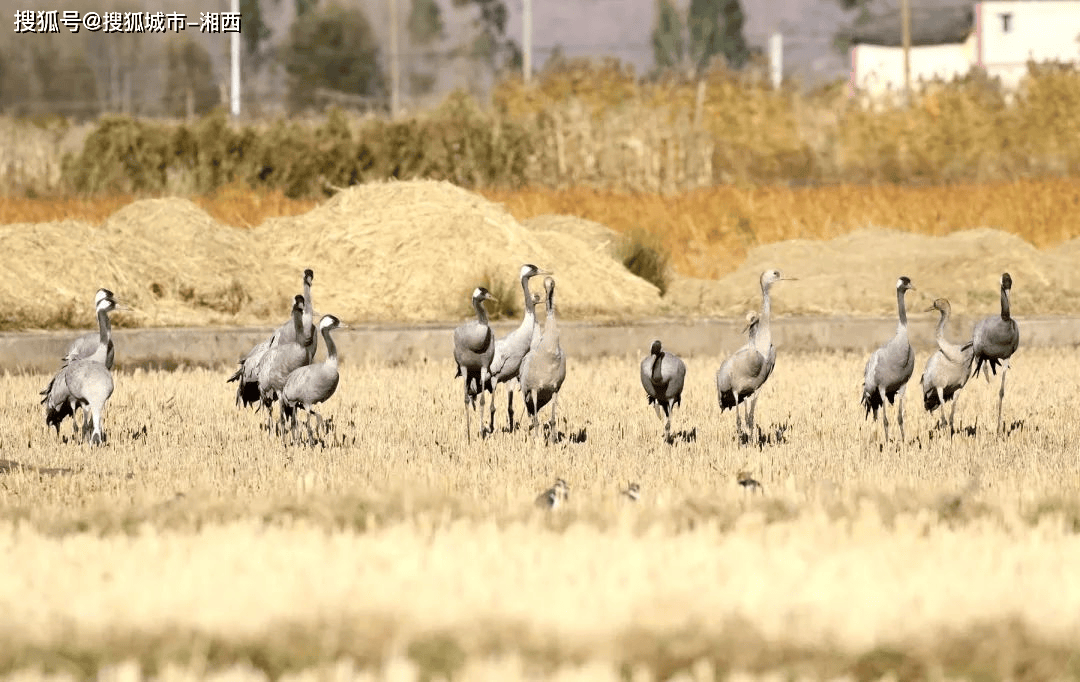 除了红嘴鸥,云南还有它们_龙湖_鸟类_湿地
