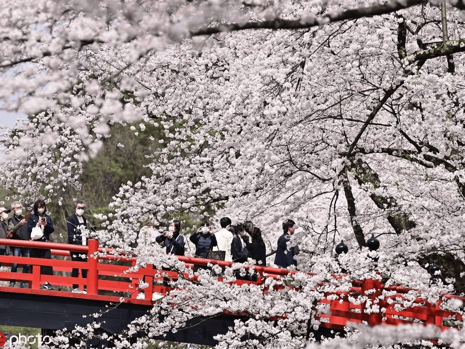 日本青森县弘前公园樱花盛开 粉色花海格外浪漫-搜狐大视野-搜狐新闻