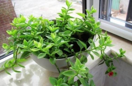 这3种多肉吊兰,漂亮又好养,净化空气一级棒,别养绿萝了!