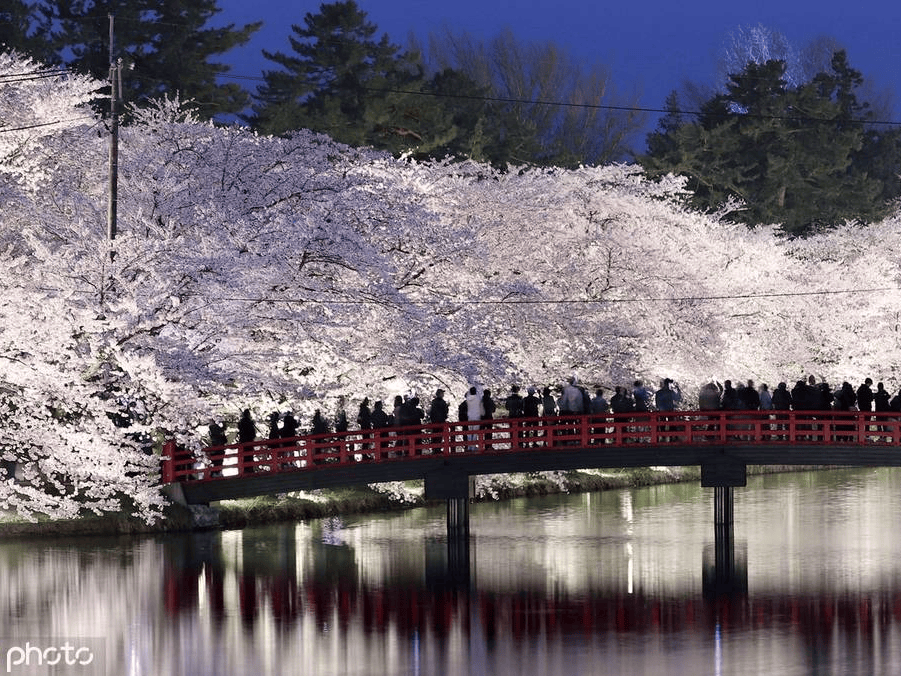 日本青森县弘前公园樱花盛开 粉色花海格外浪漫-搜狐大视野-搜狐新闻