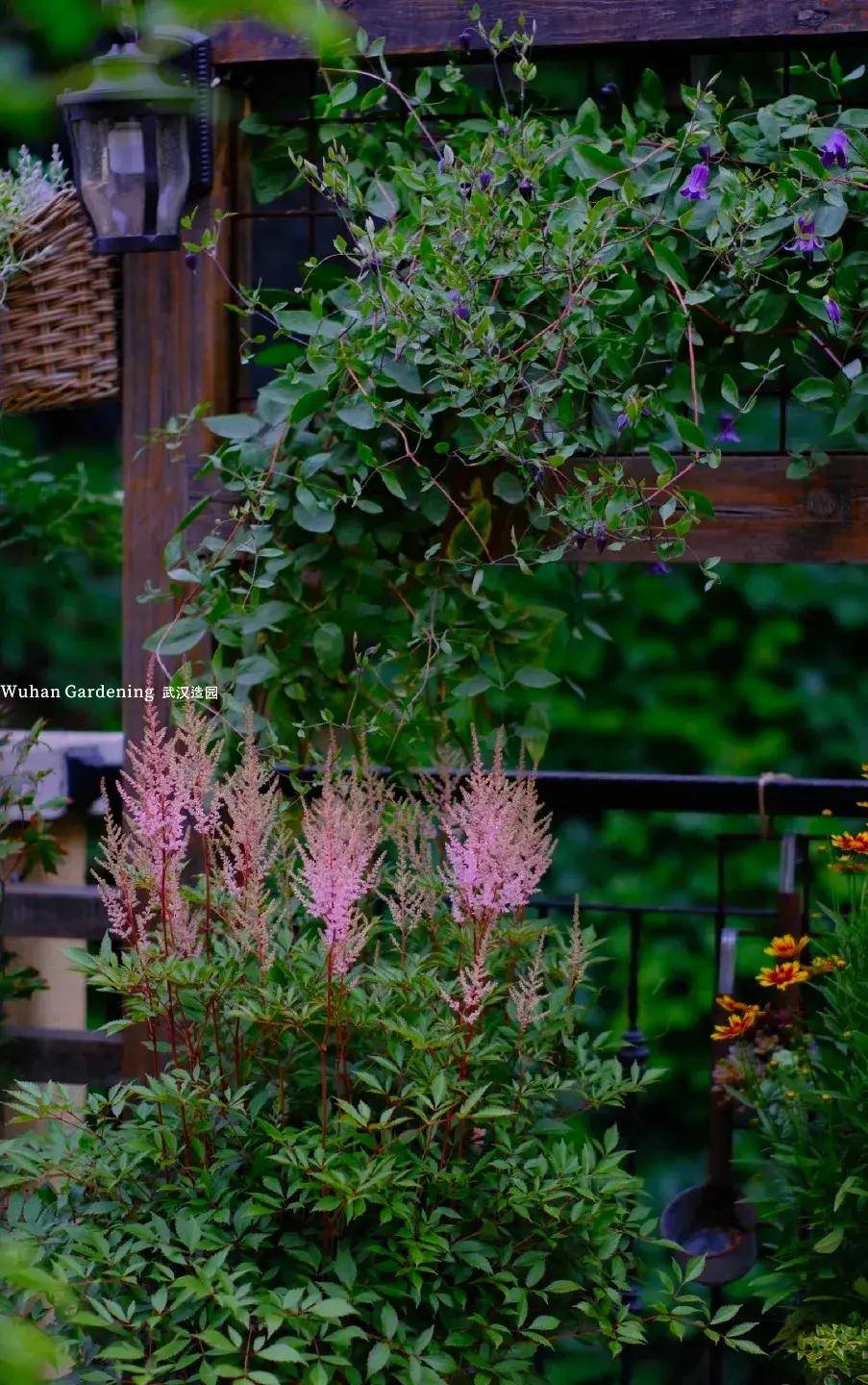 拯救阴暗角落:推荐这些耐阴植物让你的庭院告别光照困扰!