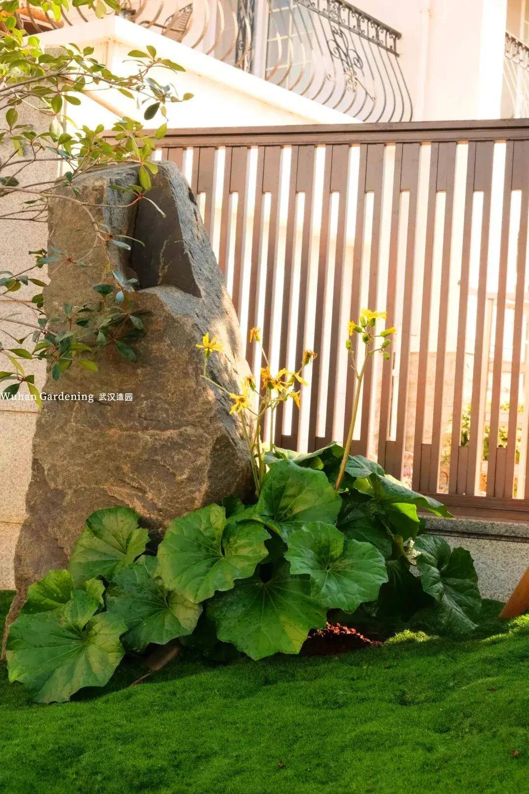 拯救阴暗角落:推荐这些耐阴植物让你的庭院告别光照困扰!