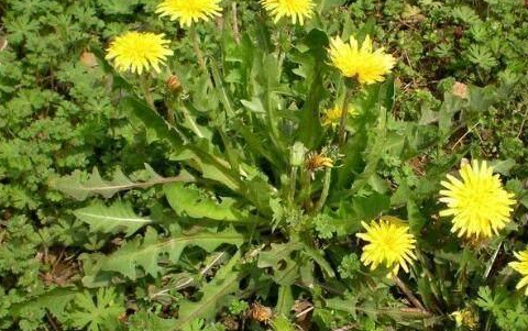 农村的这5种野味才够鲜,城里人有钱都吃不到哦,你吃过