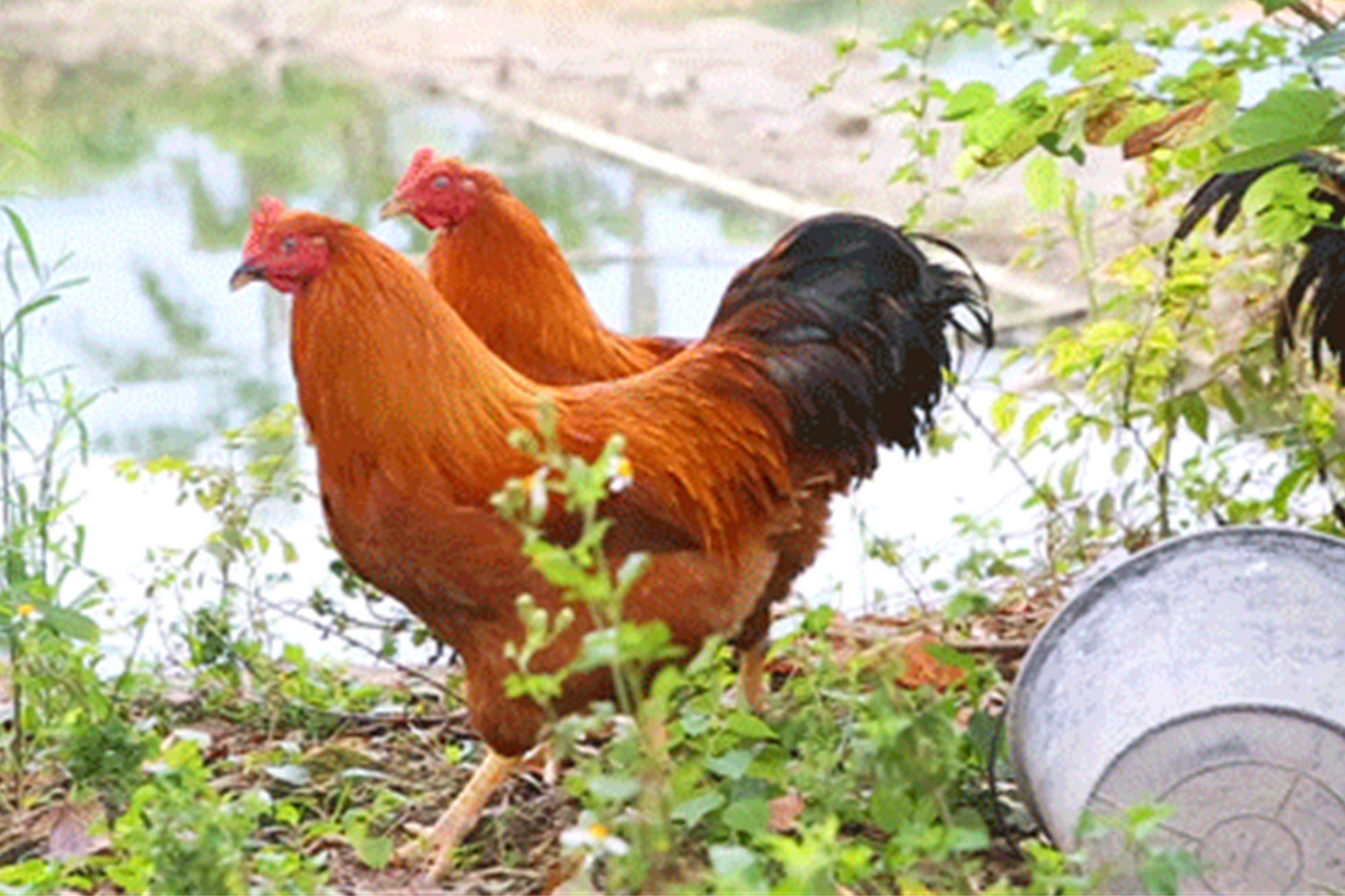 广东vs广西,谁才是"吃鸡第一名"?吃鸡肉的数据秀翻外省人