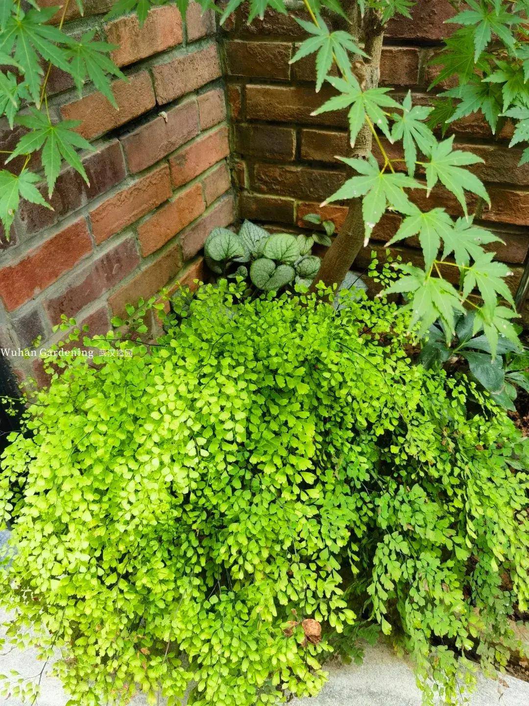 拯救阴暗角落:推荐这些耐阴植物让你的庭院告别光照困扰!