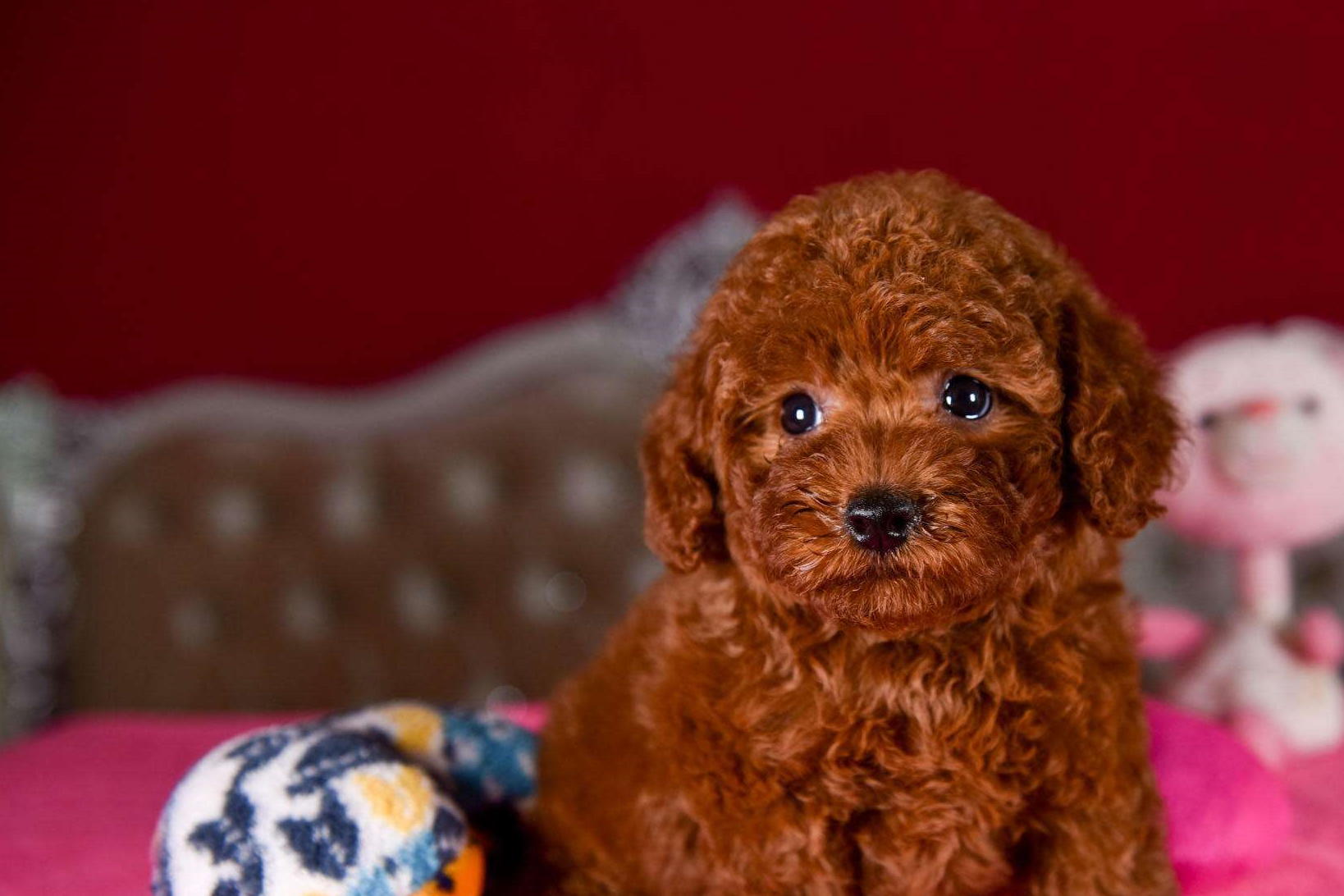 李小璐,杨幂,甘薇,曾经喜爱泰迪犬自创潮牌,如今已经物是人非