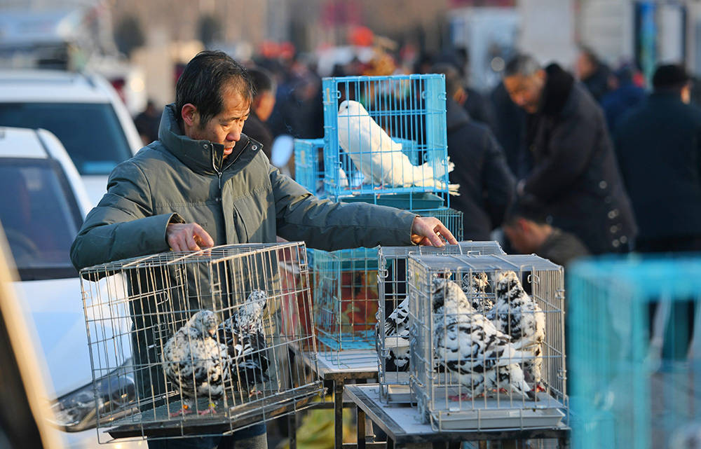 一年赶一次赶了500年2024年德州市平原恩城鸽子会开幕