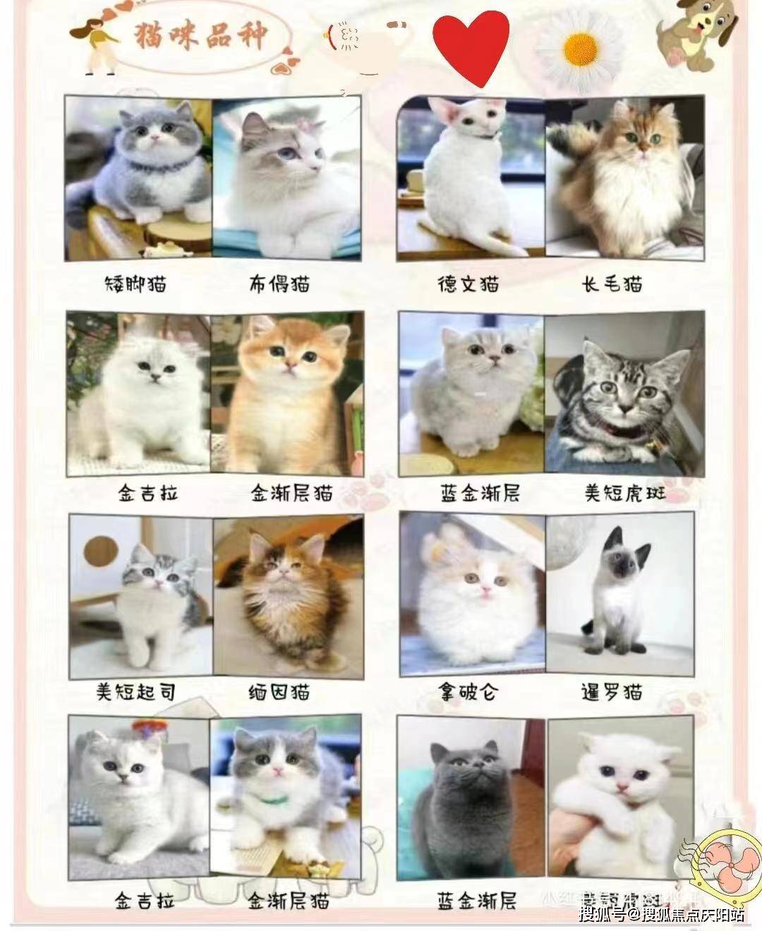 贵阳买银渐层猫首页网站丨贵阳观山湖区银渐层猫什么价格