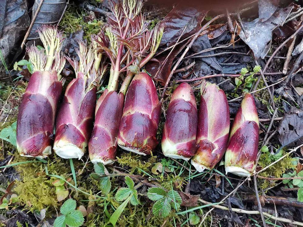 在国际交易市场上,刺老苞的交易量颇为可观,价格也相当稳定,每吨售价