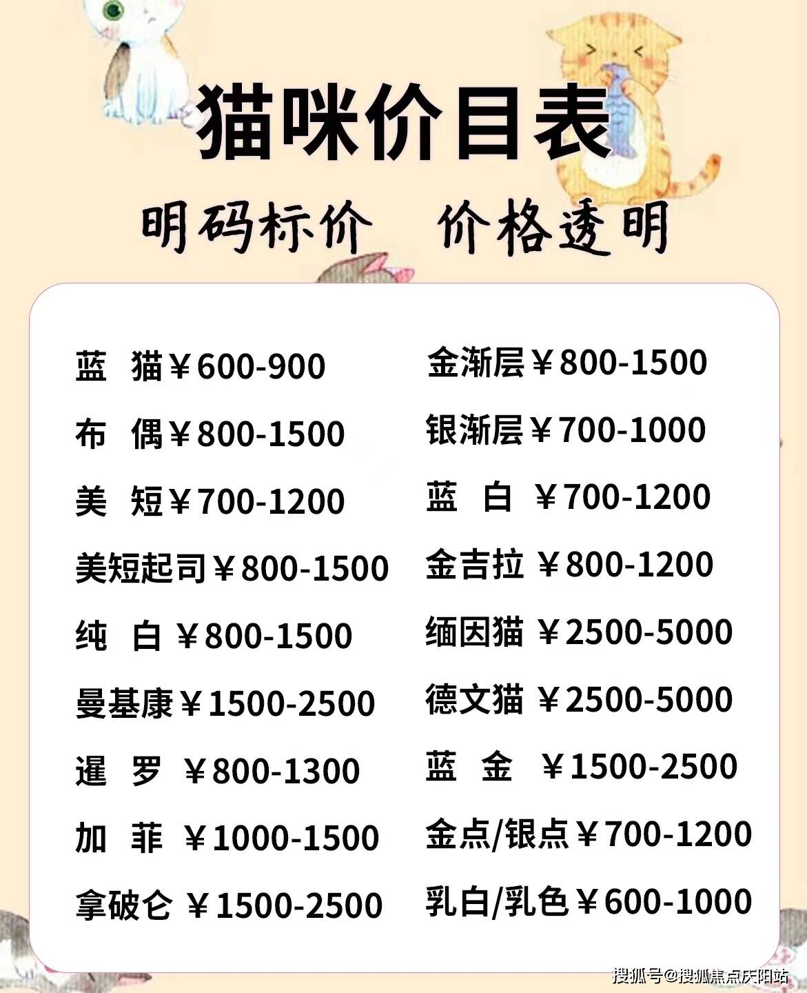 南昌买银渐层猫首页网站丨南昌红谷滩区银渐层猫什么价格