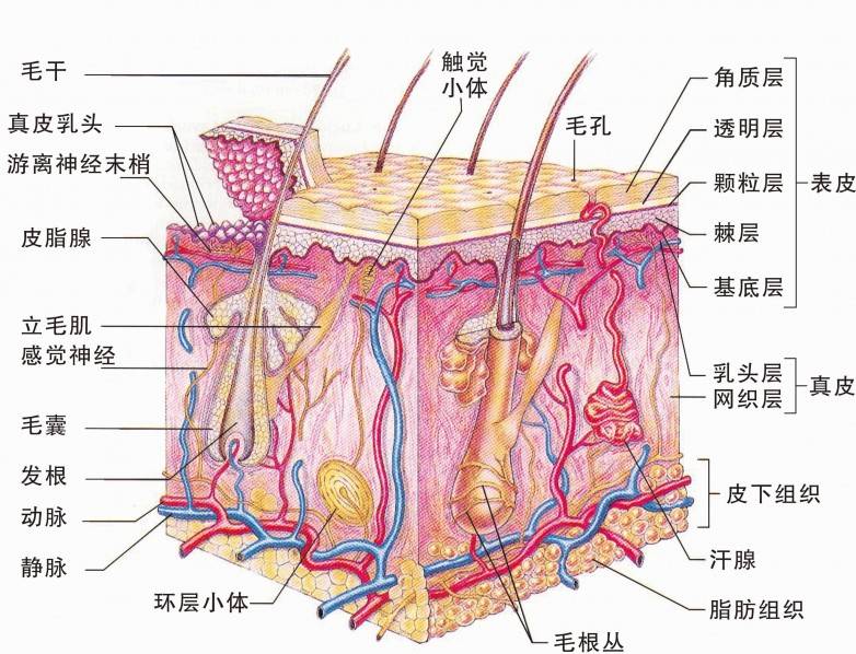 年纪到30岁左右,就会出现明显的皱纹了,眼部