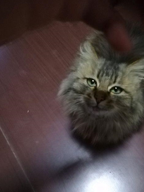 男子在乡下捡到一只流浪猫,网友说:这叫小鳌拜,能长到好大一只