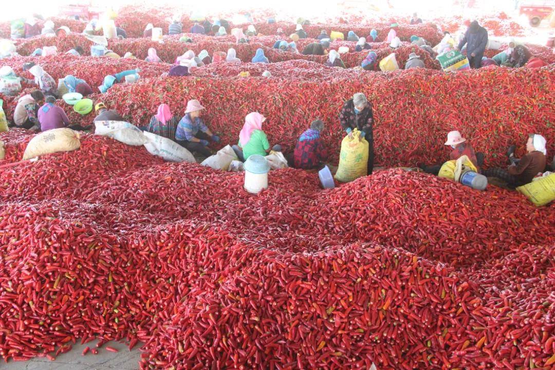 在她的影响和带动下,近几年,宣化镇辣椒种植面积稳定在1000亩左右