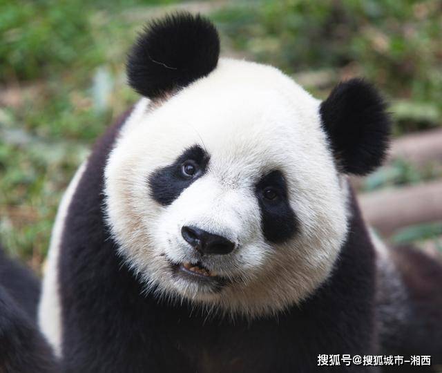 都江堰熊猫乐园有30多只大熊猫,其中很多海龟派熊猫,泰山,华星,华美等