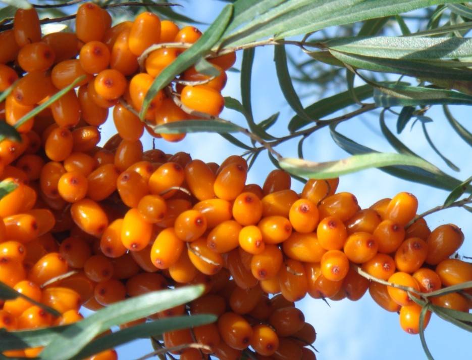 沙棘的作用与功效有哪些?