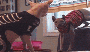 搞笑图片幽默段子笑话:老哥,你这样打气要打到猴年马月啊?