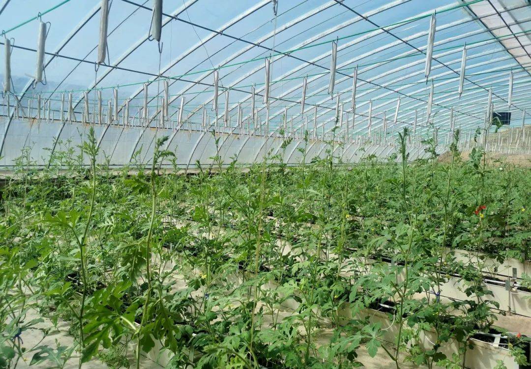 新疆耕智农业智能温室大棚项目喜人,为喀什农业现代化注入活力