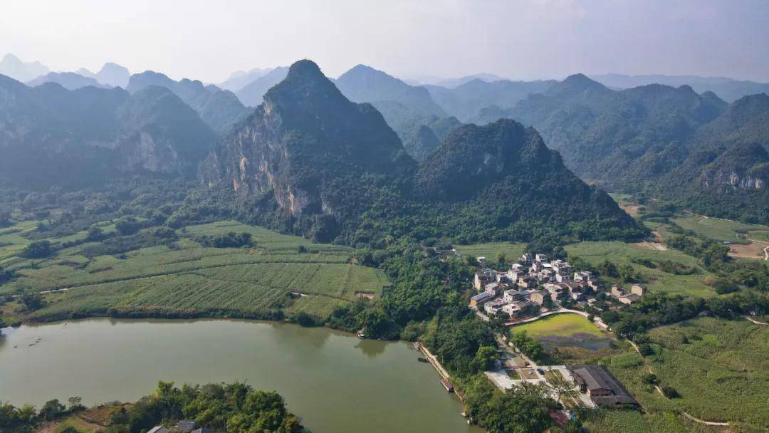 谁能想到,在广西崇左宁明县,无人问津的大山深处,竟然藏着这么一大片