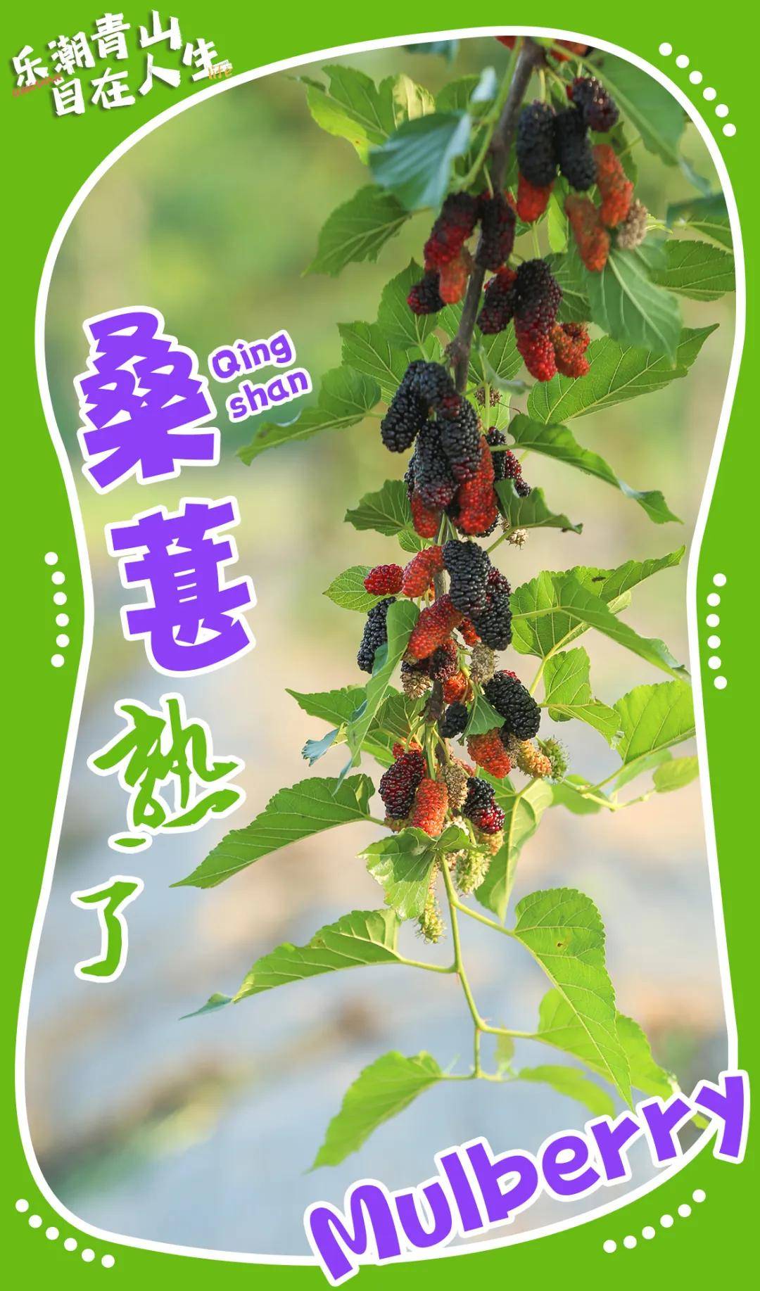 爽甜可口!青山桑葚熟啦,五一采摘约上好友安排起