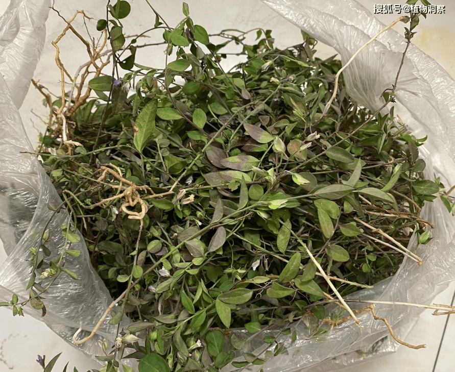 叶形似瓜子,俗称瓜子金,有3大作用,价值极高,农民朋友要了解!