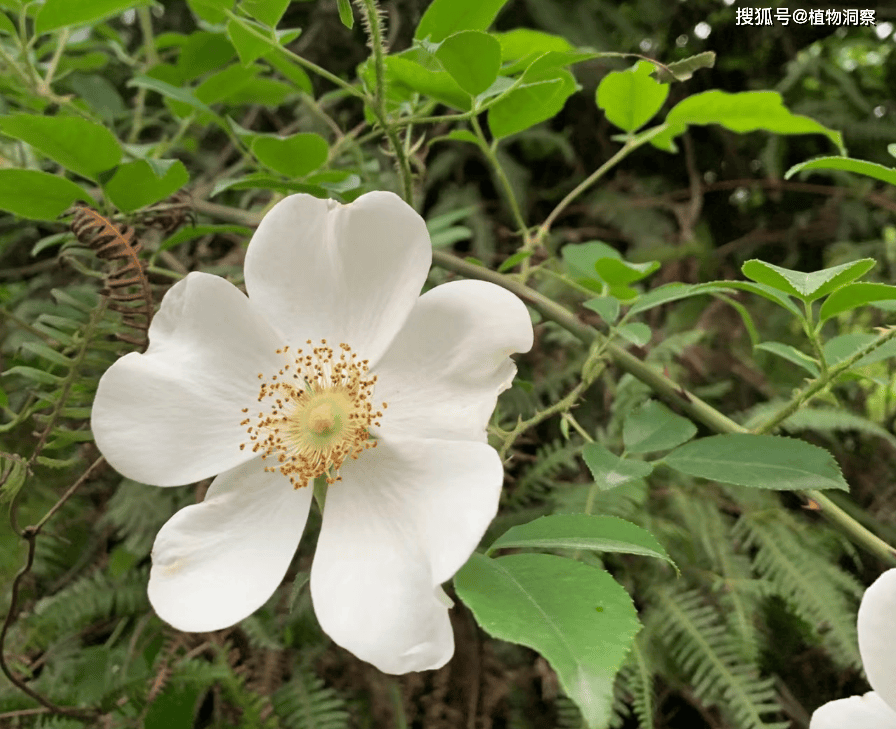 这花洁白如雪,俗称金樱子花,可炒鸡蛋可煎饼,美味非常!