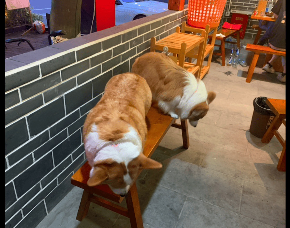 在成都带狗进店吃饭 服务员问狗需不需要椅子 外地人有被惊到！