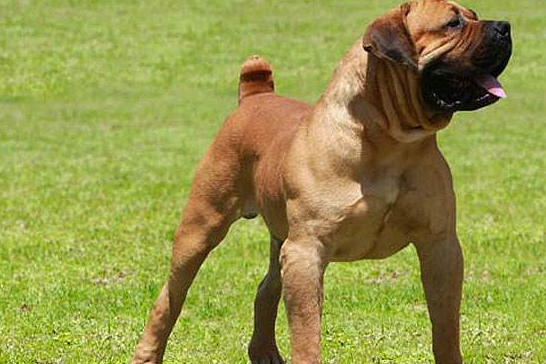 非洲森林里的捕猎者,"野狼"也害怕它们_南非_野性_草原