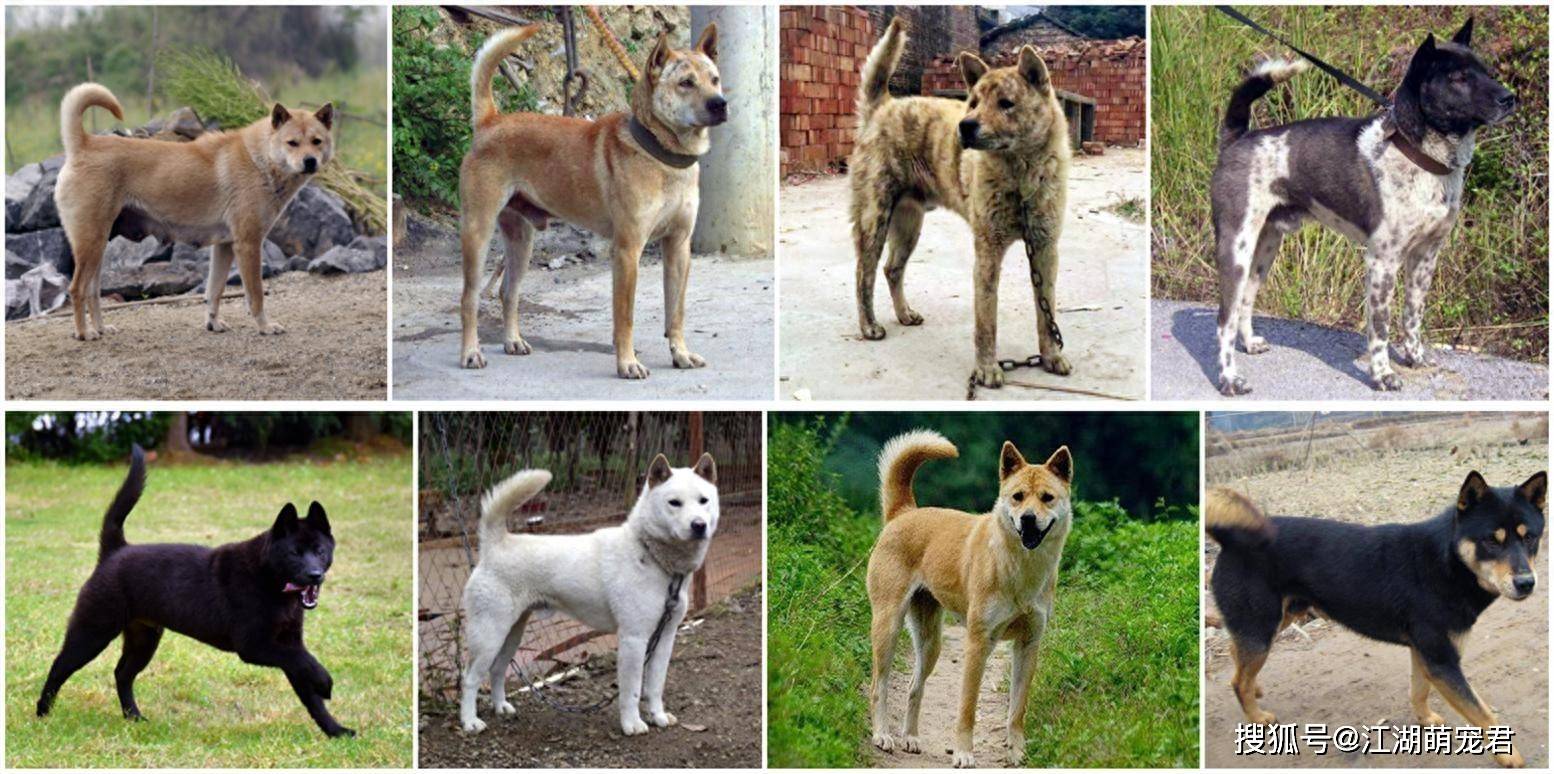 盘点中华田园犬的9个品种,你最喜欢哪一个?_性格_狗狗_体型