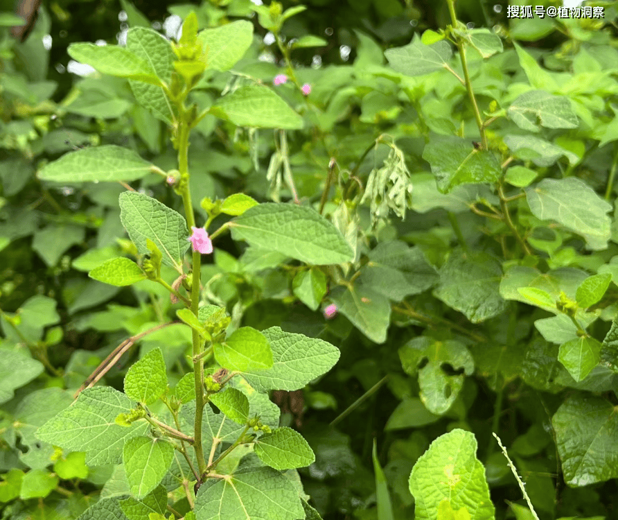 醉仙桃花的功效与作用图片