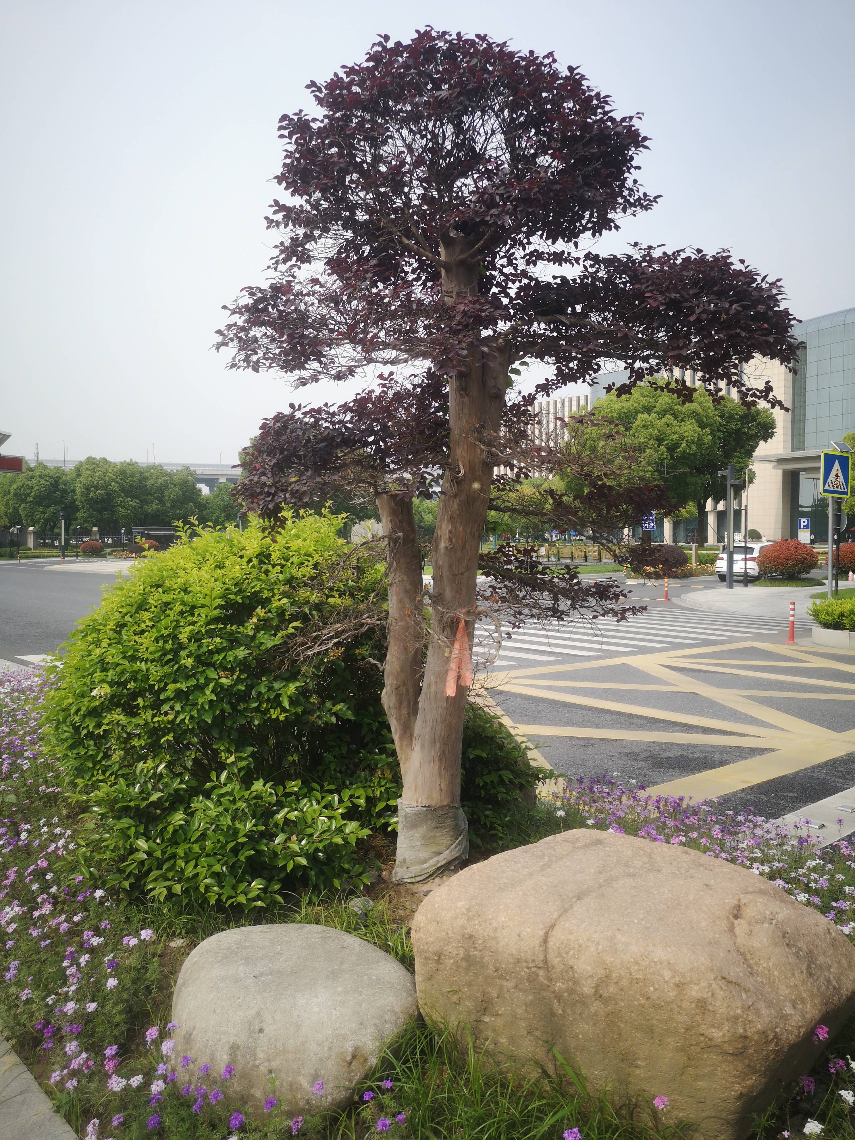 杭州隔离带出现"大型盆景景观",刷新城市颜值