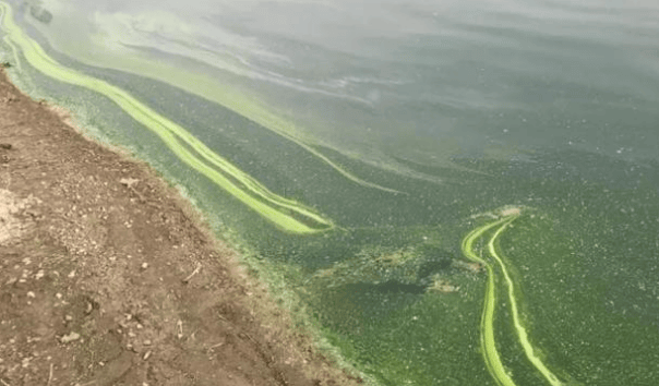 水产养殖怎么防蓝藻的?预防蓝藻爆发的措施,你知道几个