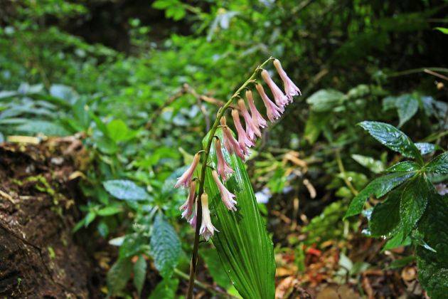 龙陵首次发现珍稀物种杜鹃兰