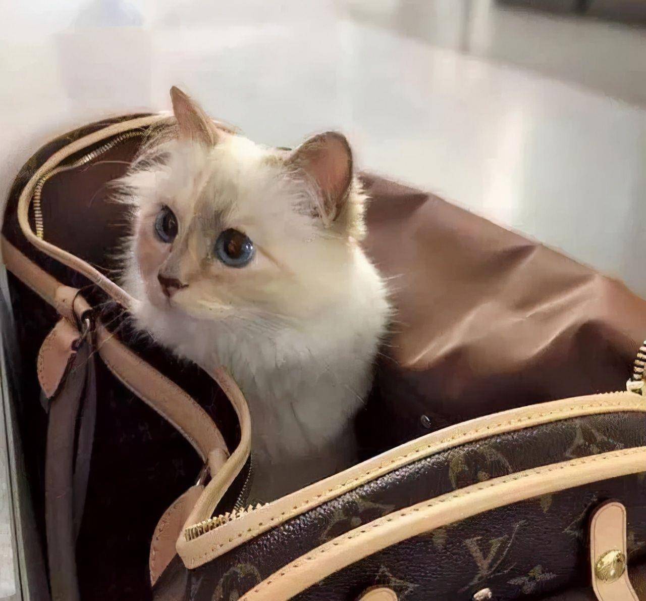 老佛爷"娶"猫不成,为它留下21亿的巨额遗产,如今猫过得怎么样