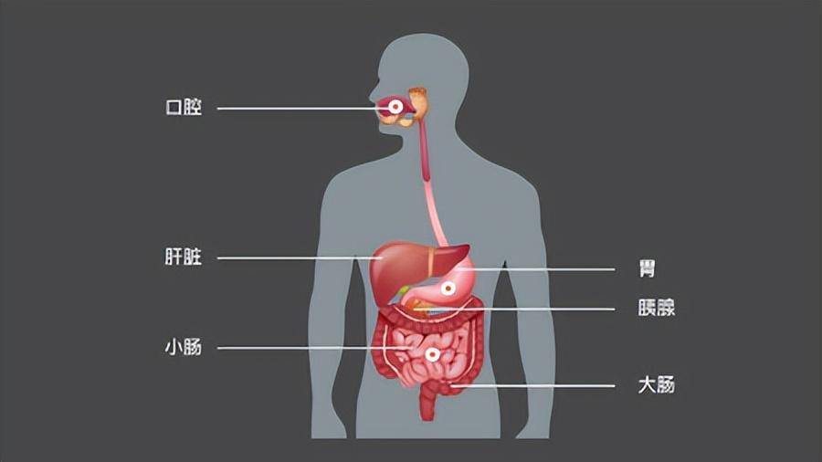经常"放屁"是患上了肝癌?提醒:放屁多,或与这4个原因有关