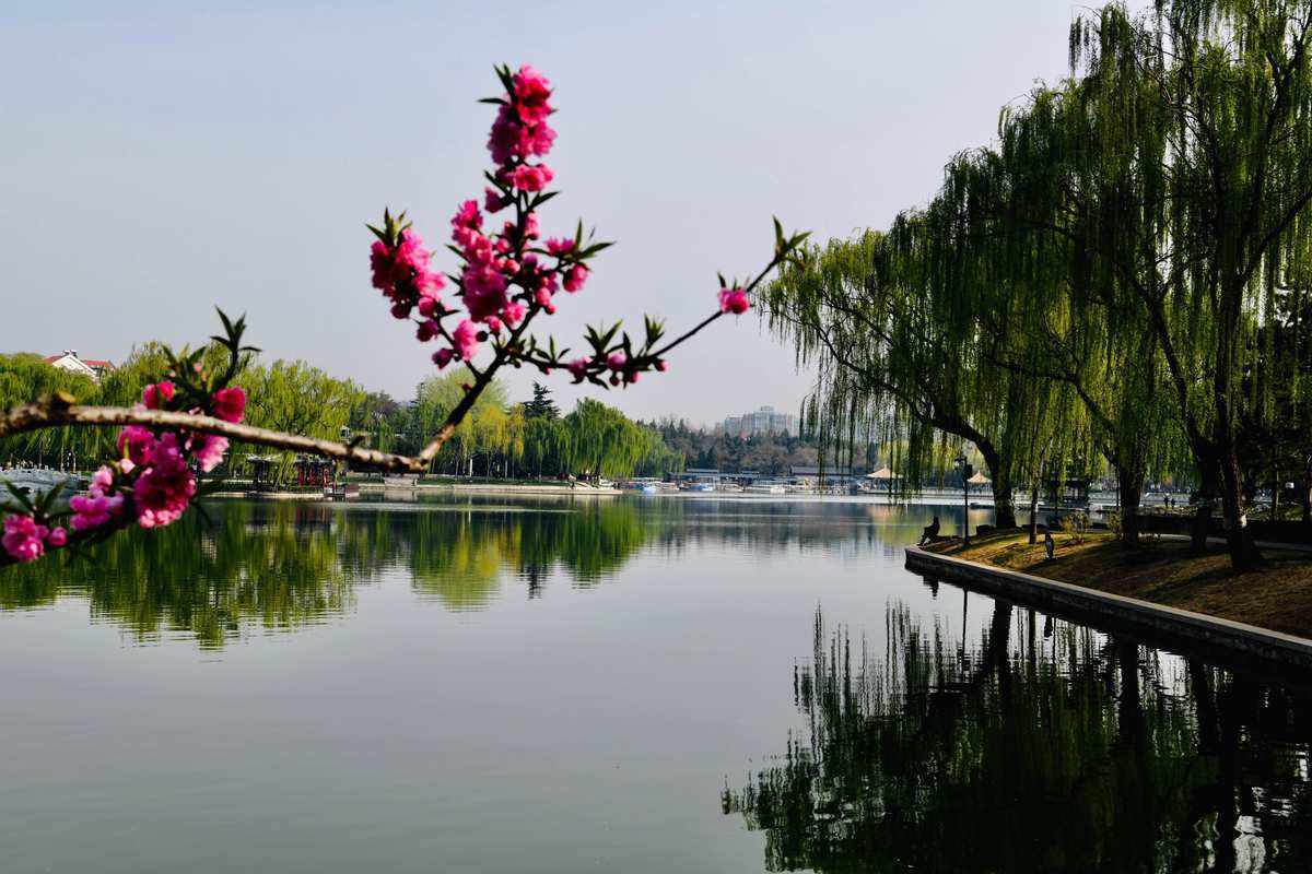 咏春绝句十二首