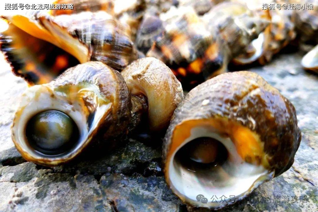 秦皇岛,北戴河渔船出海了!体验渔民生活!