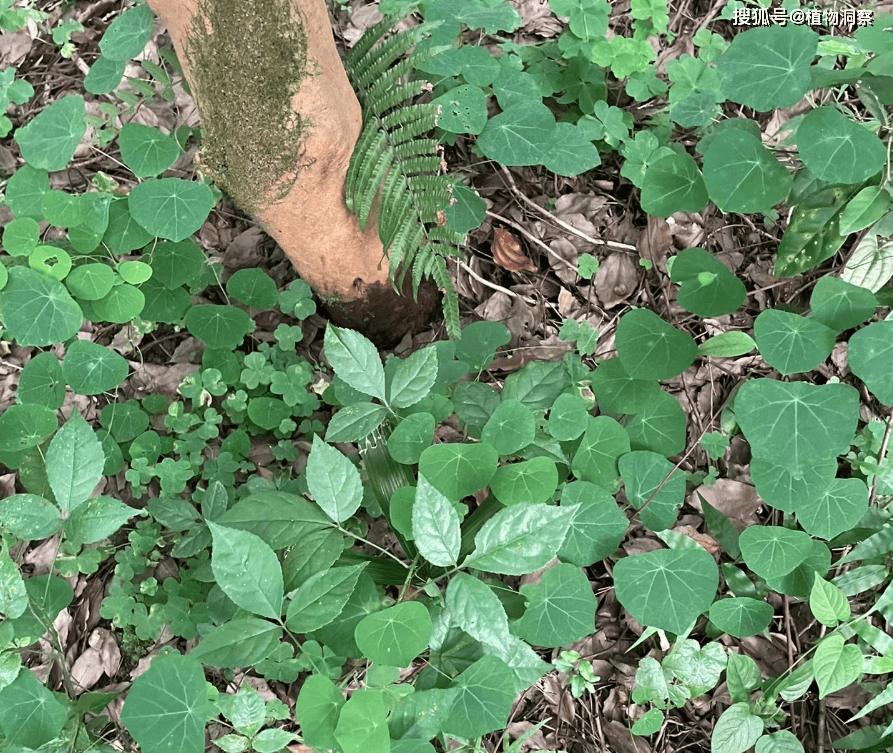 叶形似乌龟壳,俗称"山乌龟",遇到别错过了,非常珍贵,价值极高!