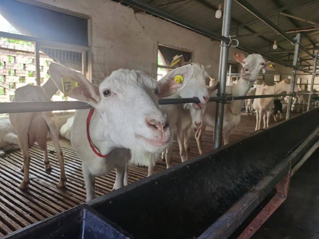 几只羊儿正撒欢玩耍,工作人员一边忙着给膘肥体厚的羊儿喂食草料,一边