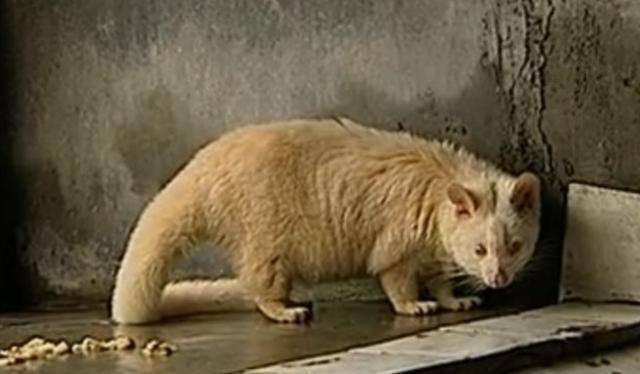 2000年,江西老汉活捉"神兽六不像",有人出价500万想要购买