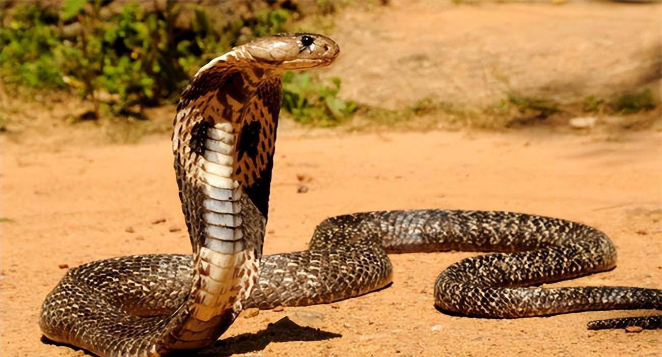 1999年江苏复员军人回乡养毒蛇,"以毒制毒"成产业,后来怎样了