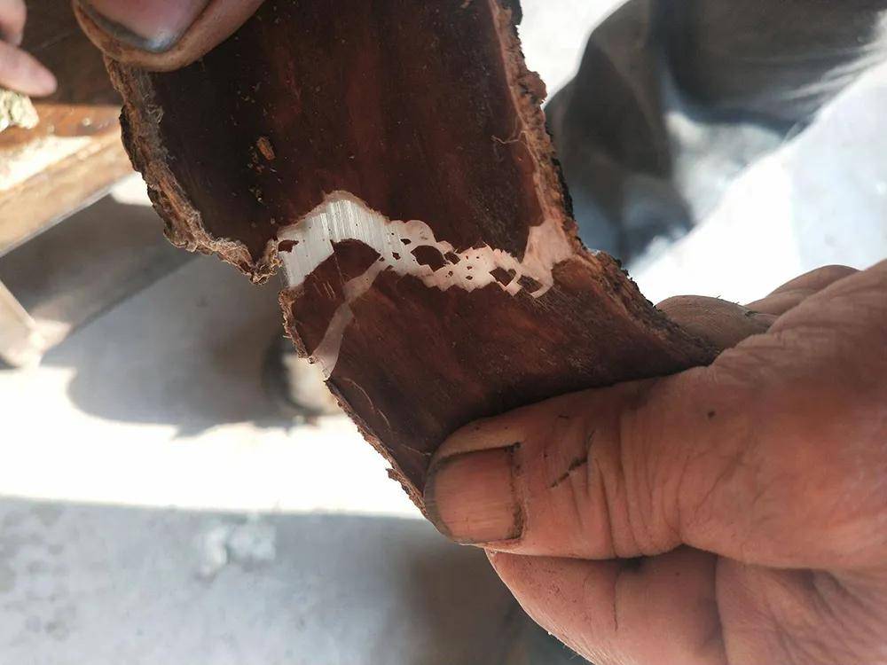 树皮内含"银丝",是我国特有植物,价值极为珍贵,被誉为"植物黄金"_杜仲