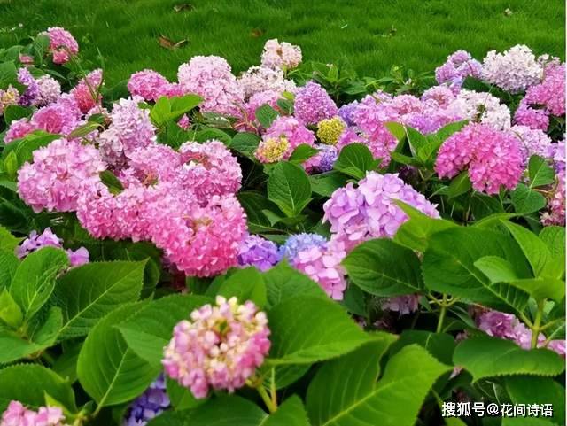 3种耐阴花,最怕晒太阳,晒一盆蔫一盆,立夏过后,赶快遮荫!
