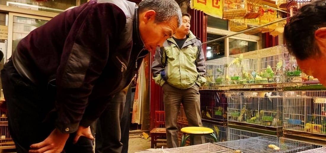 2017年,浏阳男子花70元买只"小鸟",越养越不对劲,警察找上门