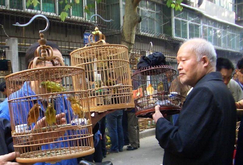 2017年,浏阳男子花70元买只"小鸟",越养越不对劲,警察找上门