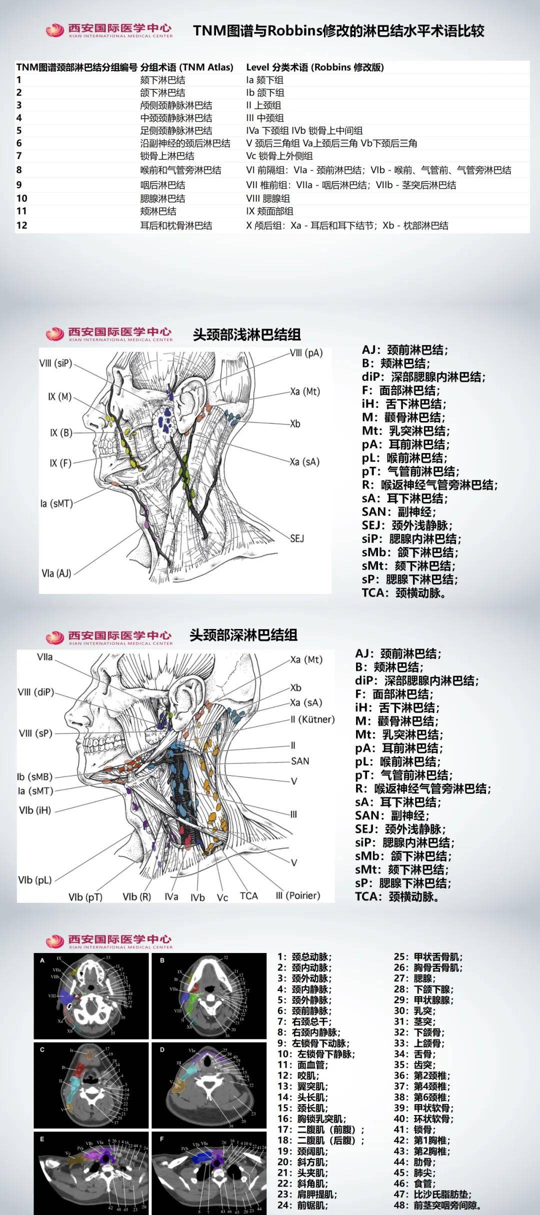 内乳淋巴结靶区勾画图片