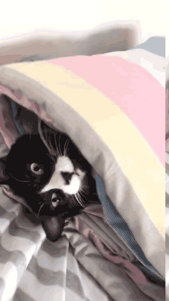 主人用脚趾戳猫咪鼻孔,下一秒猫咪的表情笑翻,网友:你不洗脚吗