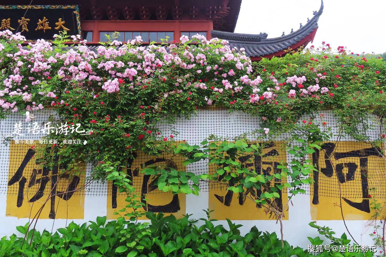 少有人来却美如花园,蔷薇花海拍照很出片_白云_禅寺_神殿